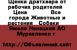 Щенки дратхаара от рабочих родителей › Цена ­ 22 000 - Все города Животные и растения » Собаки   . Ямало-Ненецкий АО,Муравленко г.